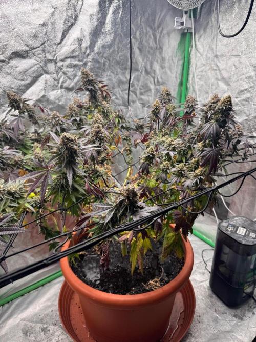 Colorado Nightshifter SCROG. Week 14