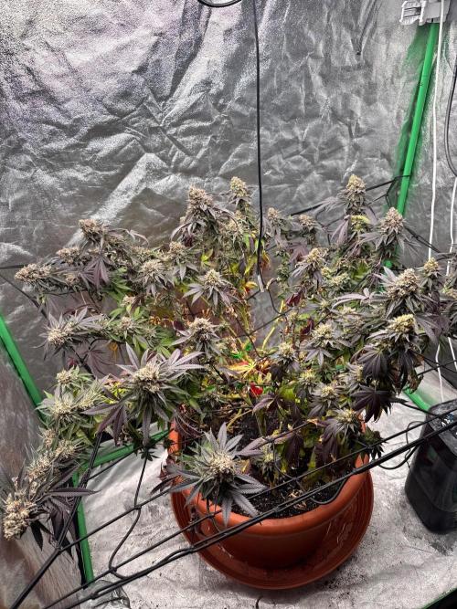 Colorado Nightshifter SCROG. Week 14