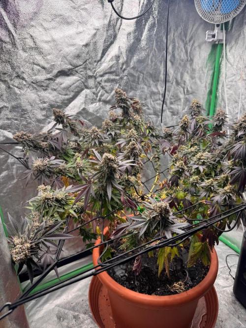 Colorado Nightshifter SCROG. Week 14