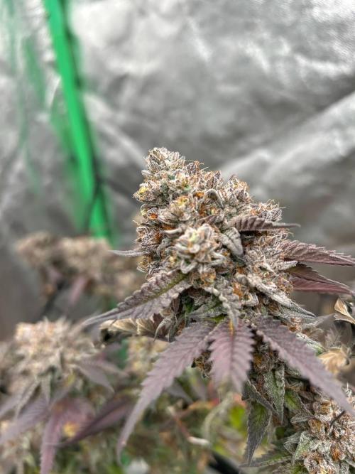Colorado Nightshifter SCROG. Week 15
