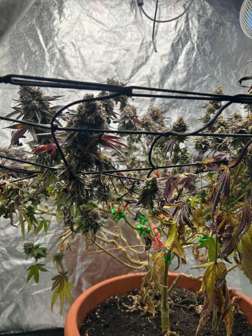 Colorado Nightshifter SCROG. Week 15
