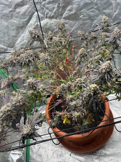 Colorado Nightshifter SCROG. Week 15