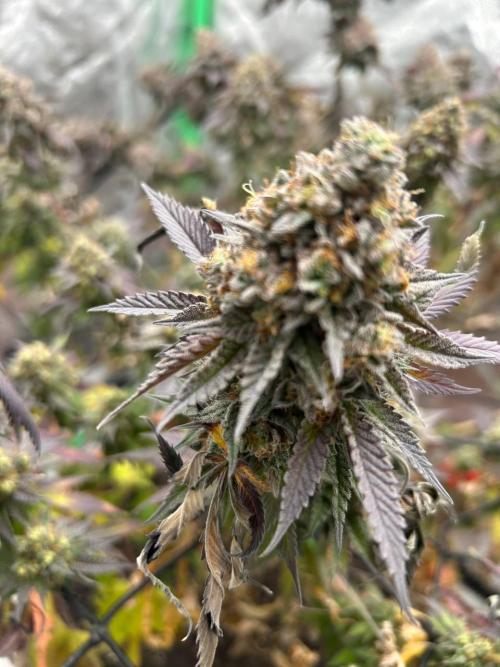 Colorado Nightshifter SCROG. Week 15