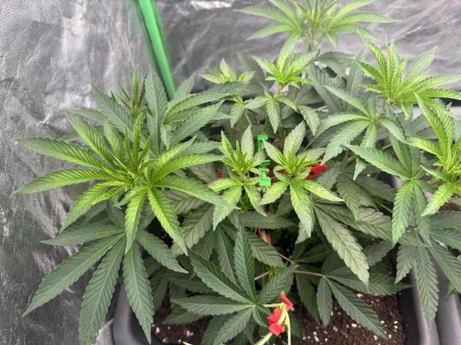 Fruity Cali Strains. Week 5 - Lemonessence 