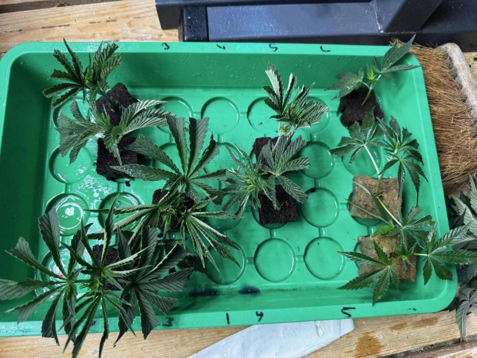 Solo CapJunky Scrog. Week 1