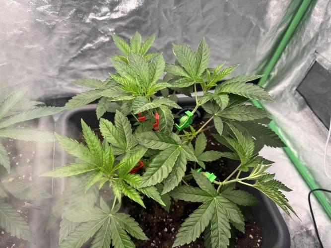 Fruity Cali Strains. Week 5 - Studio cherry 
