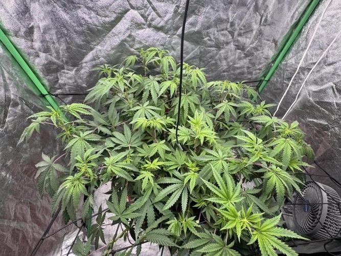 Colorado Nightshifter SCROG. Week 7