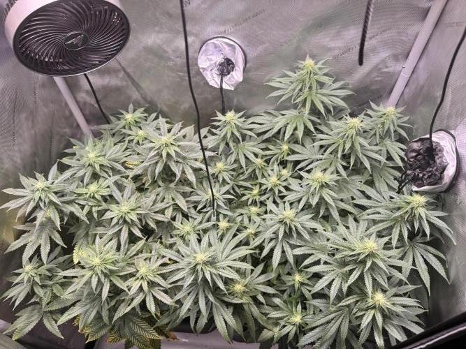 Fruity Cali Strains. Week 9