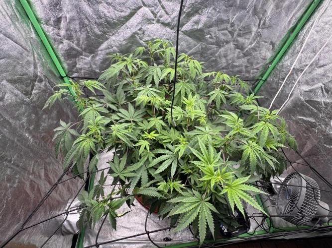 Colorado Nightshifter SCROG. Week 7