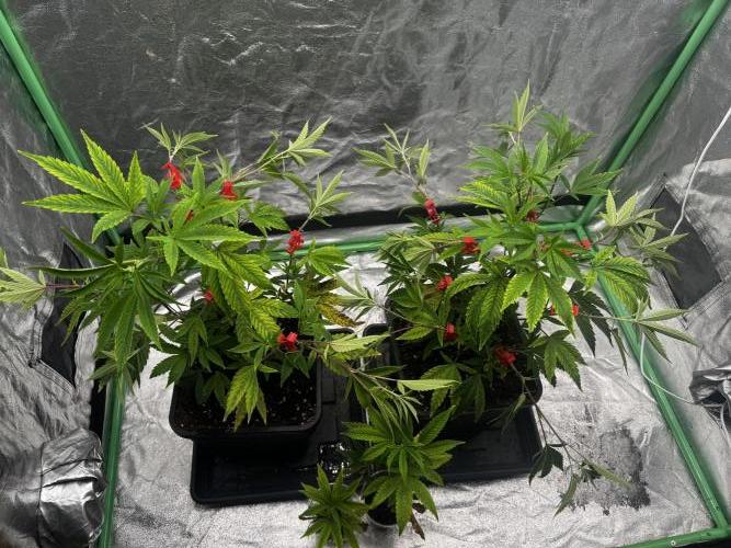 2x Cap Junky Scrog. Week 4