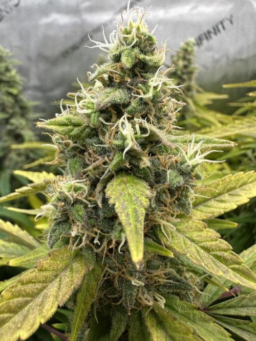 Mn_Smokes
