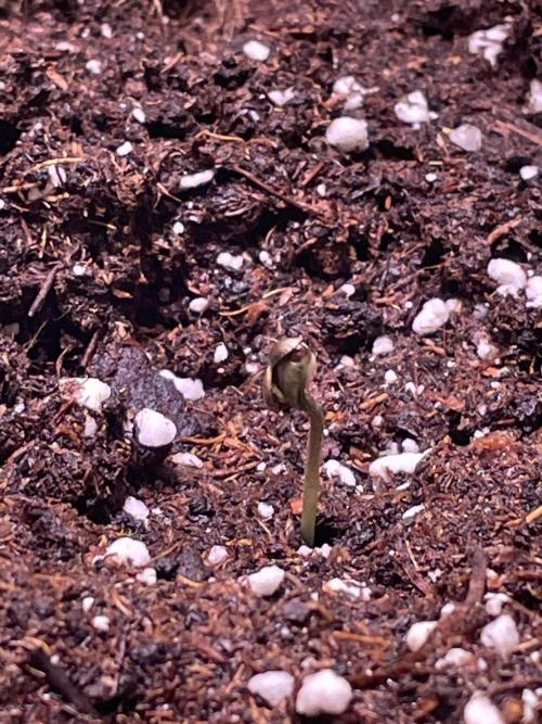 Bubble Kush Auto. Week 1 - Day 1