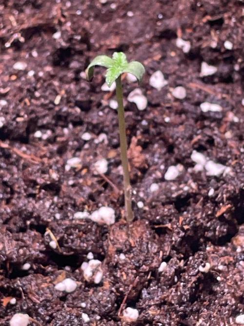 Bubble Kush Auto. Week 1 - Day 3