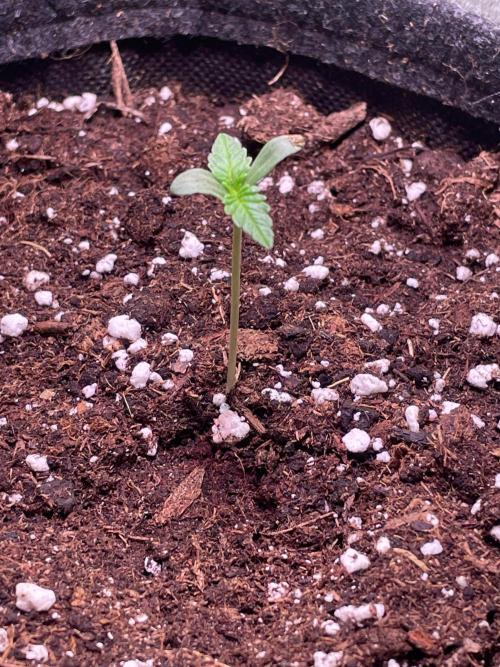 Bubble Kush Auto. Week 1 - Day 5