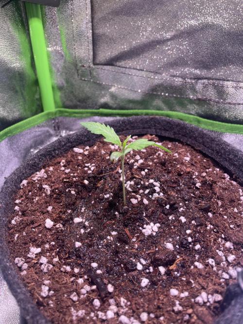 Bubble Kush Auto. Week 2