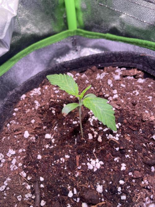 Bubble Kush Auto. Week 2 - Day 10
