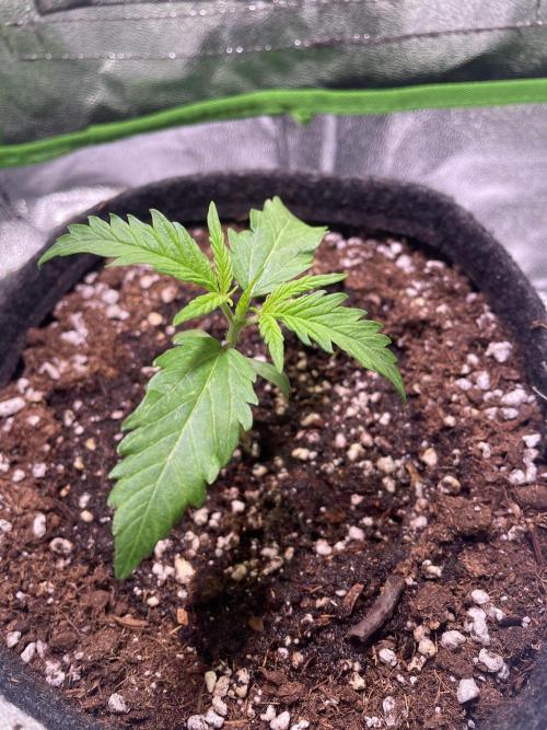 Bubble Kush Auto. Week 2 - Day 13