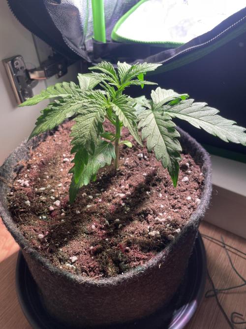 Bubble Kush Auto. Week 3 - Day 17