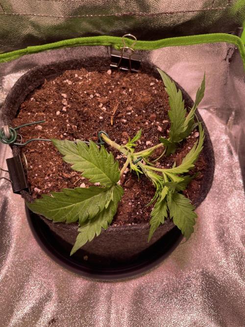 Bubble Kush Auto. Week 3 - Day 17 after LST