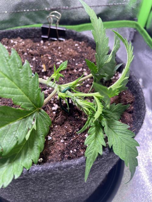 Bubble Kush Auto. Week 3 - Day 17, LST applied