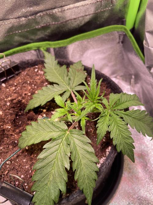 Bubble Kush Auto. Week 3 - Day 18