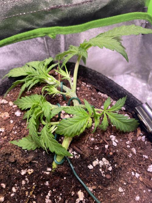 Bubble Kush Auto. Week 3 - Day 20