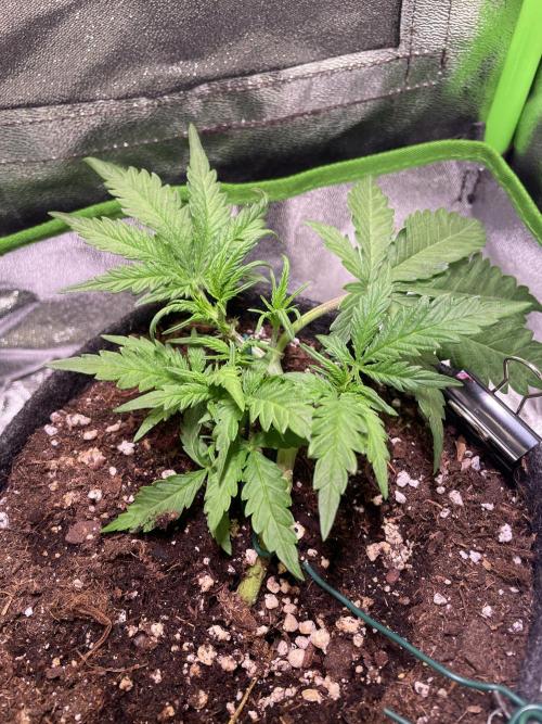 Bubble Kush Auto. Week 3 - Day 21