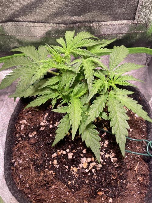 Bubble Kush Auto. Week 4 - Day 23