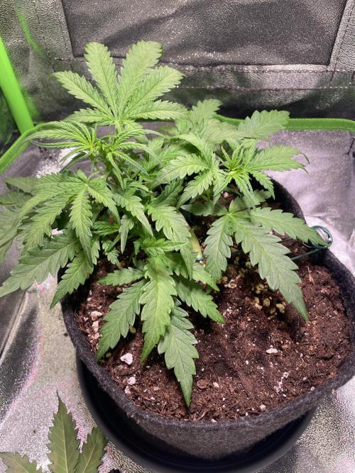 Bubble Kush Auto. Week 4 - Day 25