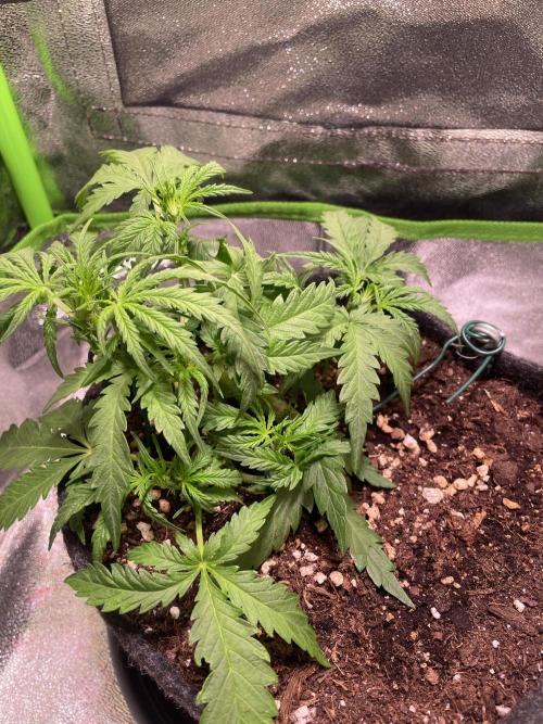 Bubble Kush Auto. Week 4