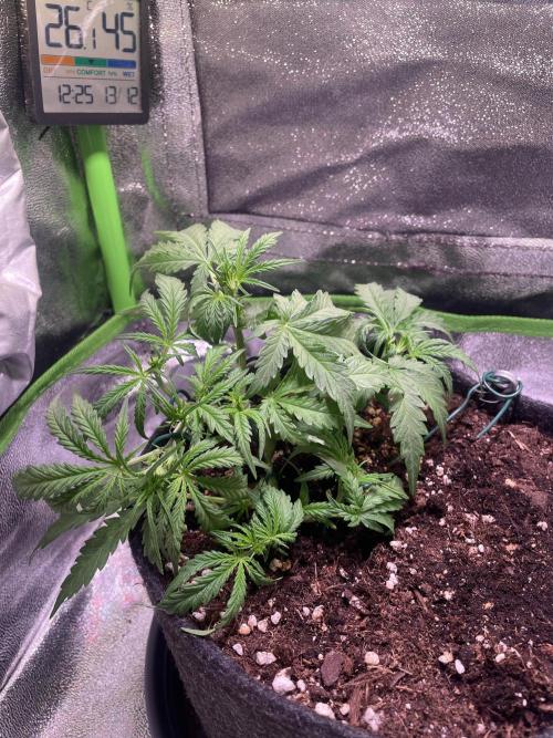 Bubble Kush Auto. Week 4 - Day 26