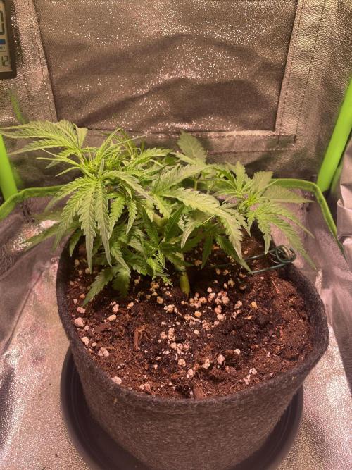 Bubble Kush Auto. Week 4 - Day 27