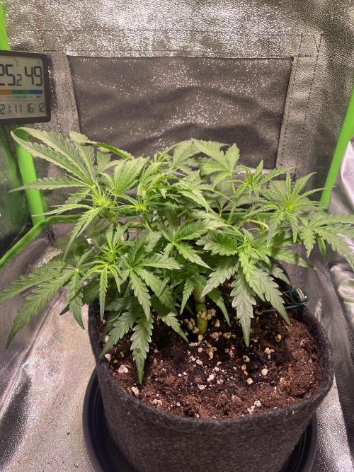 Bubble Kush Auto. Week 4 - Day 29