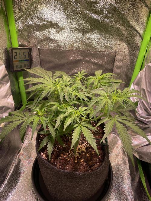 Bubble Kush Auto/RQS. Week 5 - Day 31 - plant is starting to spread out more and starting to flower