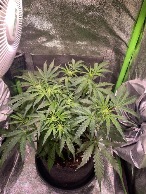 Bubble Kush Auto/RQS. Week 5 - Day 33