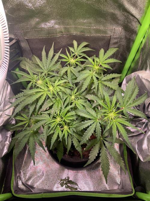 Bubble Kush Auto/RQS. Week 5 - Day 33 - view from above
