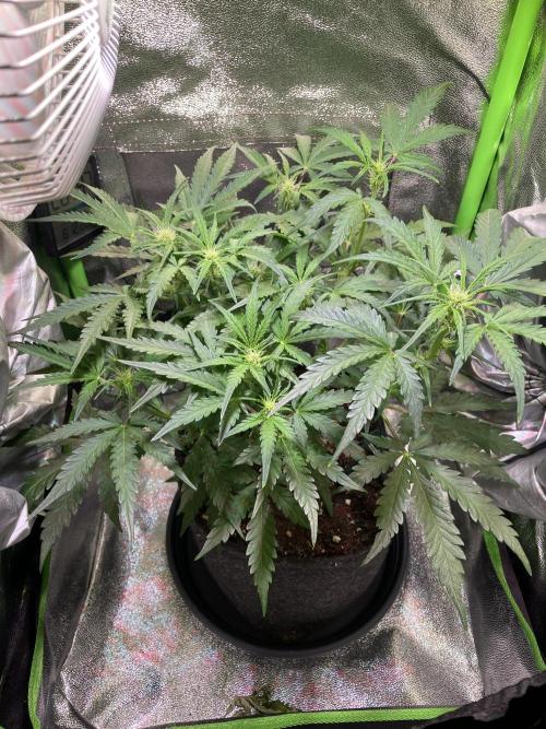 Bubble Kush Auto/RQS. Week 5 - Day 35 - before defoliation