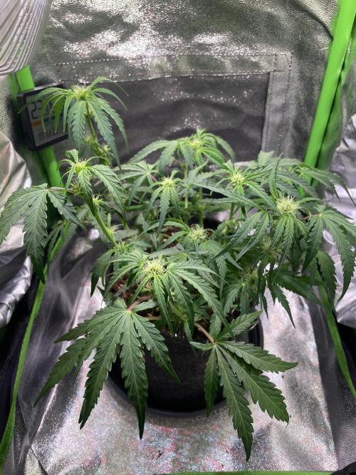 Bubble Kush Auto/RQS. Week 5 - Day 35 - after defoliation