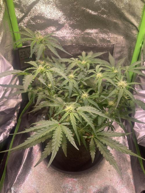Bubble Kush Auto/RQS. Week 6 - Day 37