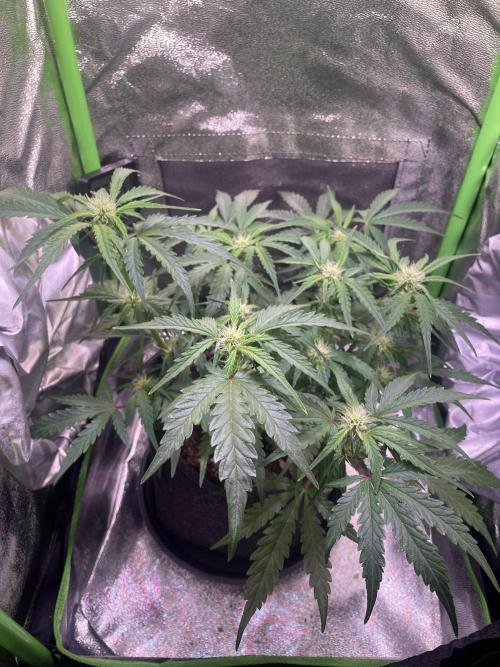 Bubble Kush Auto/RQS. Week 6 - Day 38