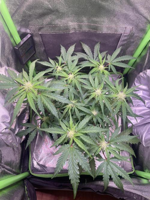 Bubble Kush Auto/RQS. Week 6 - Day 38