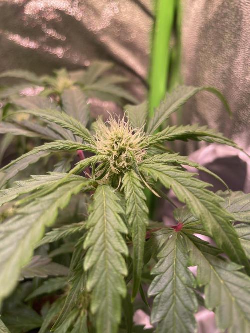 Bubble Kush Auto/RQS. Week 6 - Day 40