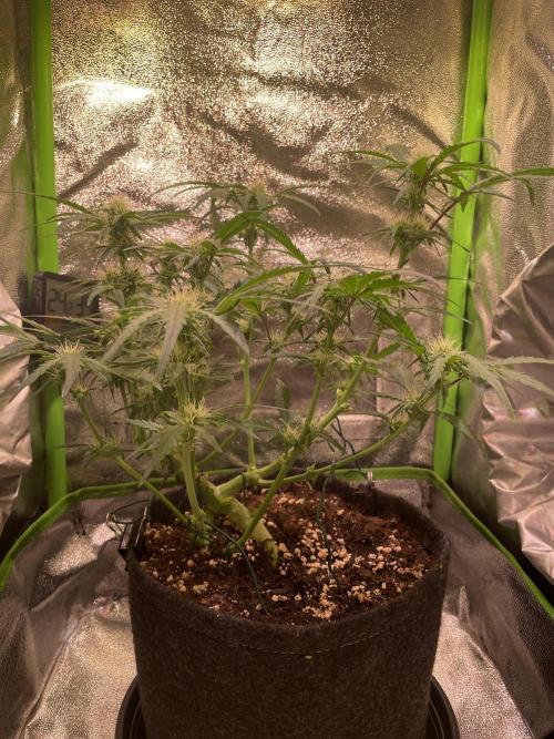 Bubble Kush Auto/RQS. Week 6 - Day 41 – did some lollipopping and cut off smaller bud sites