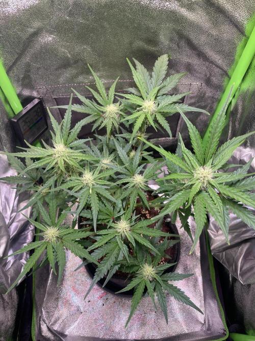 Bubble Kush Auto/RQS. Week 6 - Day 42 