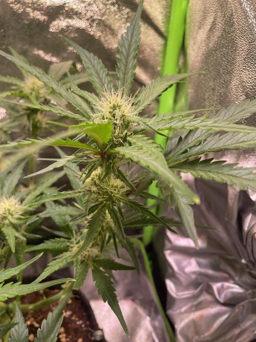 Bubble Kush Auto/RQS. Week 6 - Day 42