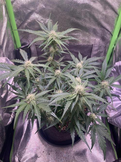 Bubble Kush Auto/RQS. Week 7 - Day 44
