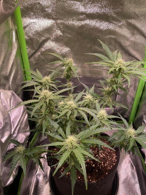 Bubble Kush Auto/RQS. Week 7 - Day 46