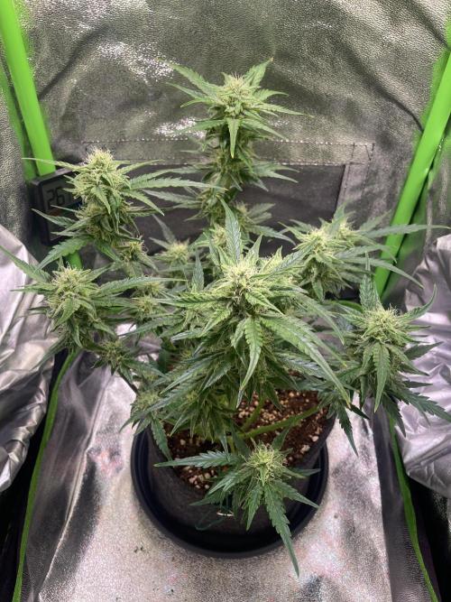 Bubble Kush Auto/RQS. Week 7 - Day 48