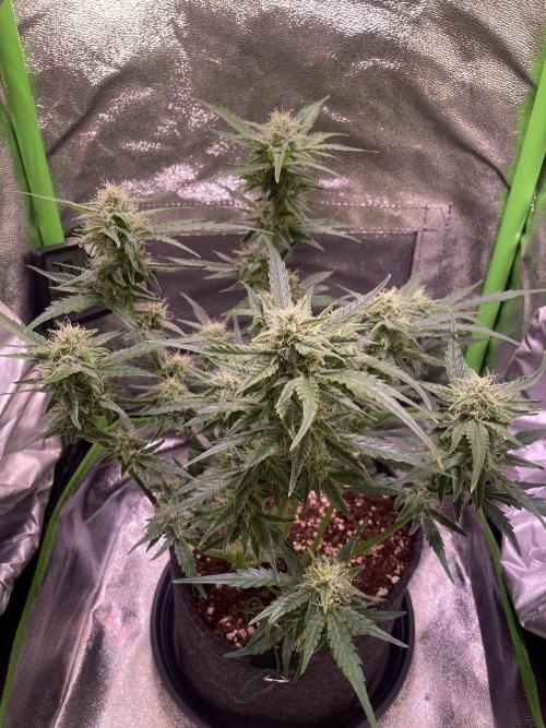 Bubble Kush Auto/RQS. Week 7 - Day 49