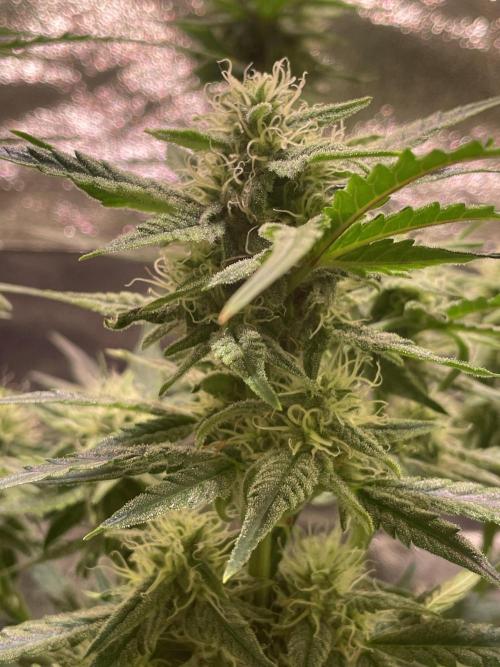 Bubble Kush Auto/RQS. Week 7 - Day 48